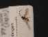  (Aspilota ruficornis - BC ZSM HYM 16251)  @13 [ ] CreativeCommons - Attribution Non-Commercial Share-Alike (2015) Unspecified SNSB, Zoologische Staatssammlung Muenchen