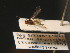  ( - BC ZSM HYM 16265)  @11 [ ] CreativeCommons - Attribution Non-Commercial Share-Alike (2015) Unspecified SNSB, Zoologische Staatssammlung Muenchen