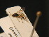  ( - BC ZSM HYM 16276)  @12 [ ] CreativeCommons - Attribution Non-Commercial Share-Alike (2015) Unspecified SNSB, Zoologische Staatssammlung Muenchen