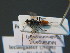  (Doryctes leucogaster - BC ZSM HYM 16295)  @12 [ ] CreativeCommons - Attribution Non-Commercial Share-Alike (2015) Unspecified SNSB, Zoologische Staatssammlung Muenchen