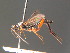  ( - BC ZSM HYM 16303)  @13 [ ] CreativeCommons - Attribution Non-Commercial Share-Alike (2015) Unspecified SNSB, Zoologische Staatssammlung Muenchen