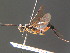  ( - BC ZSM HYM 16305)  @13 [ ] CreativeCommons - Attribution Non-Commercial Share-Alike (2015) Unspecified SNSB, Zoologische Staatssammlung Muenchen