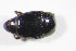 ( - GBOL_Col_FK_09268)  @12 [ ] CreativeCommons - Attribution Non-Commercial Share-Alike (2015) Unspecified SNSB, Zoologische Staatssammlung Muenchen