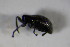  ( - GBOL_Col_FK_4469)  @11 [ ] CreativeCommons - Attribution Non-Commercial Share-Alike (2015) Unspecified SNSB, Zoologische Staatssammlung Muenchen