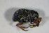  ( - GBOL_Col_FK_4553)  @12 [ ] CreativeCommons - Attribution Non-Commercial Share-Alike (2015) Unspecified SNSB, Zoologische Staatssammlung Muenchen