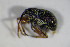  ( - GBOL_Col_FK_4555)  @12 [ ] CreativeCommons - Attribution Non-Commercial Share-Alike (2015) Unspecified SNSB, Zoologische Staatssammlung Muenchen