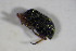  ( - GBOL_Col_FK_4556)  @11 [ ] CreativeCommons - Attribution Non-Commercial Share-Alike (2015) Unspecified SNSB, Zoologische Staatssammlung Muenchen