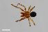  (Theridion familiare - ZFMK-TIS-2408)  @11 [ ] CreativeCommons  Attribution Share-Alike (by-sa) 818 (2012) Unspecified Zoologisches Forschungsmuseum Alexander Koenig