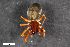  ( - ZFMK-TIS-2569840)  @11 [ ] CreativeCommons  Attribution Share-Alike (by-sa) 818 (2016) Unspecified Zoologisches Forschungsmuseum Alexander Koenig