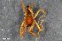  ( - ZFMK-TIS-2570391)  @11 [ ] CreativeCommons  Attribution Share-Alike (by-sa) 818 (2016) Unspecified Zoologisches Forschungsmuseum Alexander Koenig