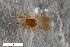  (Mecopisthes silus - ZFMK-TIS-2587767)  @11 [ ] CreativeCommons  Attribution Share-Alike (by-sa) 818 (2017) Unspecified Zoologisches Forschungsmuseum Alexander Koenig