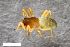  (Porrhomma errans - ZFMK-TIS-2588307)  @11 [ ] CreativeCommons  Attribution Share-Alike (by-sa) 818 (2017) Unspecified Zoologisches Forschungsmuseum Alexander Koenig