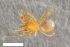  ( - ZFMK-TIS-2601619)  @11 [ ] CreativeCommons  Attribution Share-Alike (by-sa) 818 (2017) Unspecified Zoologisches Forschungsmuseum Alexander Koenig