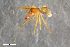  ( - ZFMK-TIS-2601621)  @11 [ ] CreativeCommons  Attribution Share-Alike (by-sa) 818 (2017) Unspecified Zoologisches Forschungsmuseum Alexander Koenig