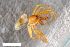  ( - ZFMK-TIS-2601625)  @11 [ ] CreativeCommons  Attribution Share-Alike (by-sa) 818 (2017) Unspecified Zoologisches Forschungsmuseum Alexander Koenig