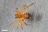  ( - ZFMK-TIS-2602092)  @11 [ ] CreativeCommons  Attribution Share-Alike (by-sa) 818 (2017) Unspecified Zoologisches Forschungsmuseum Alexander Koenig