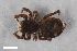  ( - ZFMK-TIS-2603744)  @11 [ ] CreativeCommons  Attribution Share-Alike (by-sa) 818 (2017) Unspecified Zoologisches Forschungsmuseum Alexander Koenig