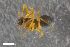  (Theonina cornix - ZFMK-TIS-2623286)  @11 [ ] CreativeCommons  Attribution Share-Alike (by-sa) 818 (2018) Unspecified Zoologisches Forschungsmuseum Alexander Koenig