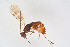  ( - BC-ZSM-HYM-20719-B07)  @13 [ ] CreativeCommons - Attribution Non-Commercial Share-Alike (2014) Stefan Schmidt SNSB, Zoologische Staatssammlung Muenchen