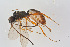  ( - BC-ZSM-HYM-20719-E05)  @13 [ ] CreativeCommons - Attribution Non-Commercial Share-Alike (2014) Stefan Schmidt SNSB, Zoologische Staatssammlung Muenchen