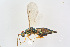  ( - BC-ZSM-HYM-20719-F11)  @13 [ ] CreativeCommons - Attribution Non-Commercial Share-Alike (2014) Stefan Schmidt SNSB, Zoologische Staatssammlung Muenchen