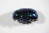  ( - GBOL_Col_FK_09231)  @11 [ ] CreativeCommons - Attribution Non-Commercial Share-Alike (2015) Unspecified SNSB, Zoologische Staatssammlung Muenchen