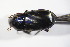  (Pterostichus multipunctatus - GBOL_Col_FK_09286)  @13 [ ] CreativeCommons - Attribution Non-Commercial Share-Alike (2015) Unspecified SNSB, Zoologische Staatssammlung Muenchen