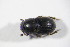  (Pterostichus fasciatopunctatus - GBOL_Col_FK_09300)  @13 [ ] CreativeCommons - Attribution Non-Commercial Share-Alike (2015) Unspecified SNSB, Zoologische Staatssammlung Muenchen