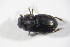  ( - GBOL_Col_FK_09301)  @12 [ ] CreativeCommons - Attribution Non-Commercial Share-Alike (2015) Unspecified SNSB, Zoologische Staatssammlung Muenchen