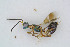  ( - BC-ZSM-HYM-01772-E08)  @14 [ ] CreativeCommons - Attribution Non-Commercial Share-Alike (2014) Stefan Schmidt SNSB, Zoologische Staatssammlung Muenchen