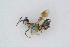  ( - BC-ZSM-HYM-01772-E09)  @13 [ ] CreativeCommons - Attribution Non-Commercial Share-Alike (2014) Stefan Schmidt SNSB, Zoologische Staatssammlung Muenchen
