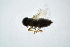  (Chartocerus sumatrensis - BC-ZSM-HYM-05406-H10)  @12 [ ] CreativeCommons - Attribution Non-Commercial Share-Alike (2015) Unspecified SNSB, Zoologische Staatssammlung Muenchen