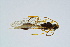  ( - BC-ZSM-HYM-13562-A03)  @13 [ ] CreativeCommons - Attribution Non-Commercial Share-Alike (2015) Unspecified SNSB, Zoologische Staatssammlung Muenchen