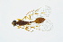  ( - BC-ZSM-HYM-13562-A05)  @13 [ ] CreativeCommons - Attribution Non-Commercial Share-Alike (2015) Unspecified SNSB, Zoologische Staatssammlung Muenchen