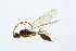  ( - BC-ZSM-HYM-13562-A06)  @14 [ ] CreativeCommons - Attribution Non-Commercial Share-Alike (2015) Unspecified SNSB, Zoologische Staatssammlung Muenchen