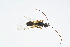  ( - BC-ZSM-HYM-13562-B05)  @11 [ ] CreativeCommons - Attribution Non-Commercial Share-Alike (2015) Unspecified SNSB, Zoologische Staatssammlung Muenchen