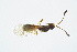  ( - BC-ZSM-HYM-13562-B12)  @12 [ ] CreativeCommons - Attribution Non-Commercial Share-Alike (2015) Unspecified SNSB, Zoologische Staatssammlung Muenchen