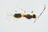  ( - BC-ZSM-HYM-13562-C02)  @11 [ ] CreativeCommons - Attribution Non-Commercial Share-Alike (2015) Unspecified SNSB, Zoologische Staatssammlung Muenchen