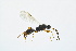  (Exallonyx - BC-ZSM-HYM-13562-D06)  @14 [ ] CreativeCommons - Attribution Non-Commercial Share-Alike (2015) Unspecified SNSB, Zoologische Staatssammlung Muenchen