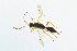  ( - BC-ZSM-HYM-13562-D11)  @11 [ ] CreativeCommons - Attribution Non-Commercial Share-Alike (2015) Unspecified SNSB, Zoologische Staatssammlung Muenchen