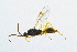 ( - BC-ZSM-HYM-13562-D12)  @11 [ ] CreativeCommons - Attribution Non-Commercial Share-Alike (2015) Unspecified SNSB, Zoologische Staatssammlung Muenchen