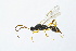  (Phaenoserphus - BC-ZSM-HYM-13562-E01)  @14 [ ] CreativeCommons - Attribution Non-Commercial Share-Alike (2015) Unspecified SNSB, Zoologische Staatssammlung Muenchen