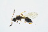  ( - BC-ZSM-HYM-13562-E08)  @11 [ ] CreativeCommons - Attribution Non-Commercial Share-Alike (2015) Unspecified SNSB, Zoologische Staatssammlung Muenchen