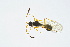  ( - BC-ZSM-HYM-13562-E09)  @12 [ ] CreativeCommons - Attribution Non-Commercial Share-Alike (2015) Unspecified SNSB, Zoologische Staatssammlung Muenchen