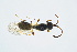  ( - BC-ZSM-HYM-13562-E11)  @12 [ ] CreativeCommons - Attribution Non-Commercial Share-Alike (2015) Unspecified SNSB, Zoologische Staatssammlung Muenchen