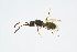  ( - BC-ZSM-HYM-13562-E12)  @11 [ ] CreativeCommons - Attribution Non-Commercial Share-Alike (2015) Unspecified SNSB, Zoologische Staatssammlung Muenchen