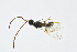  ( - BC-ZSM-HYM-13562-F01)  @13 [ ] CreativeCommons - Attribution Non-Commercial Share-Alike (2015) Unspecified SNSB, Zoologische Staatssammlung Muenchen