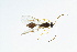  ( - BC-ZSM-HYM-13562-F06)  @13 [ ] CreativeCommons - Attribution Non-Commercial Share-Alike (2015) Unspecified SNSB, Zoologische Staatssammlung Muenchen