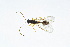  ( - BC-ZSM-HYM-13562-F07)  @14 [ ] CreativeCommons - Attribution Non-Commercial Share-Alike (2015) Unspecified SNSB, Zoologische Staatssammlung Muenchen
