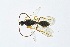  ( - BC-ZSM-HYM-13562-F08)  @13 [ ] CreativeCommons - Attribution Non-Commercial Share-Alike (2015) Unspecified SNSB, Zoologische Staatssammlung Muenchen